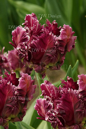 tulip mysterious parrot